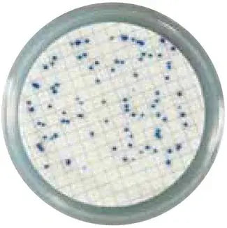 A Beginner’s Guide to Faster, Easier Water Testing with Liofilchem® Easy Dry™ - Kormay Biomedicals store