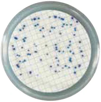 A Beginner’s Guide to Faster, Easier Water Testing with Liofilchem® Easy Dry™ - Kormay Biomedicals store