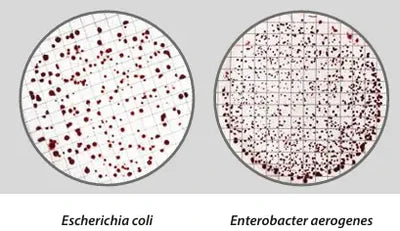 Aerobic Plate Count Testing: The First Line of Defense in Food Safety