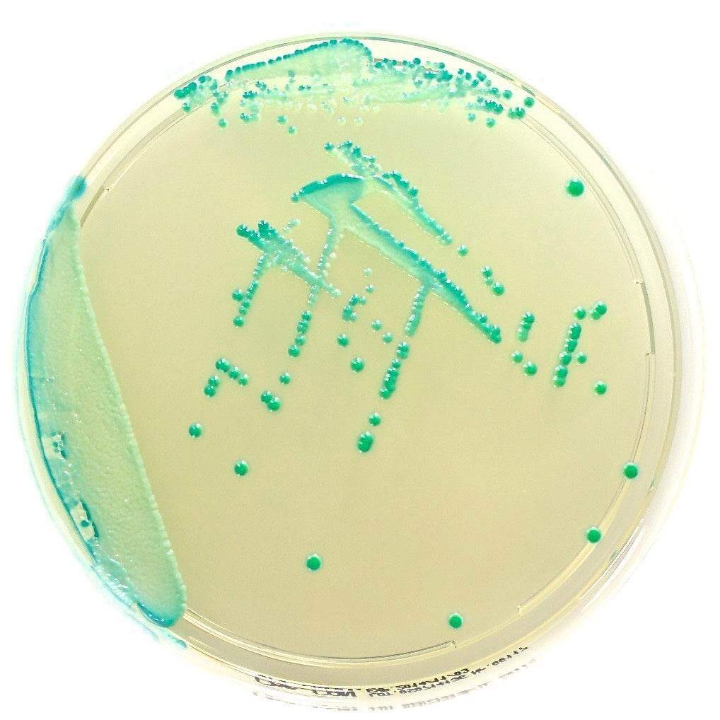 Chromatic Candida - Kormay Biomedicals store