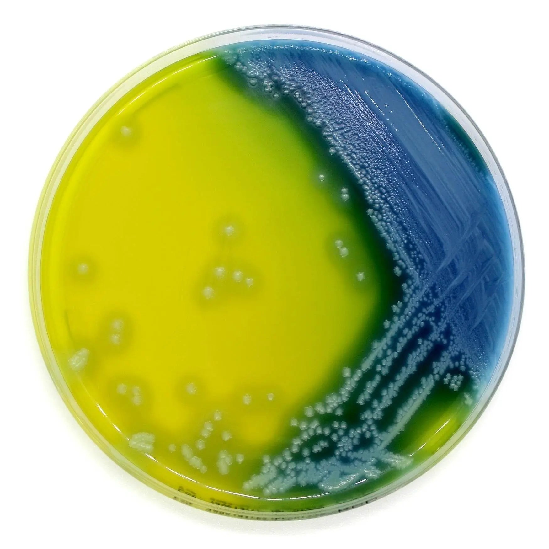 Bacillus cereus Agar (PEMBA) - Kormay Biomedicals store