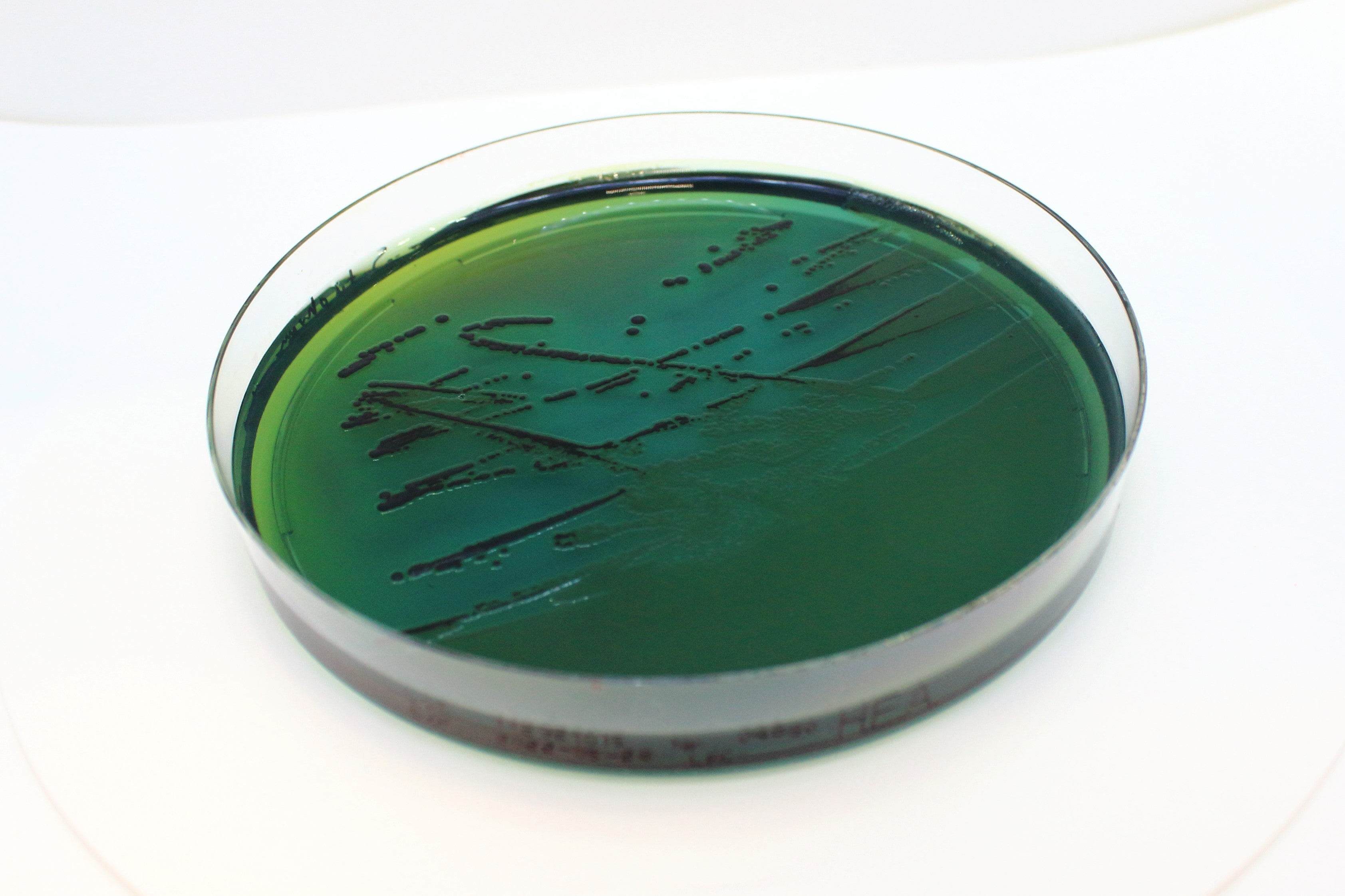 Hektoen Enteric Agar - Kormay Biomedicals store