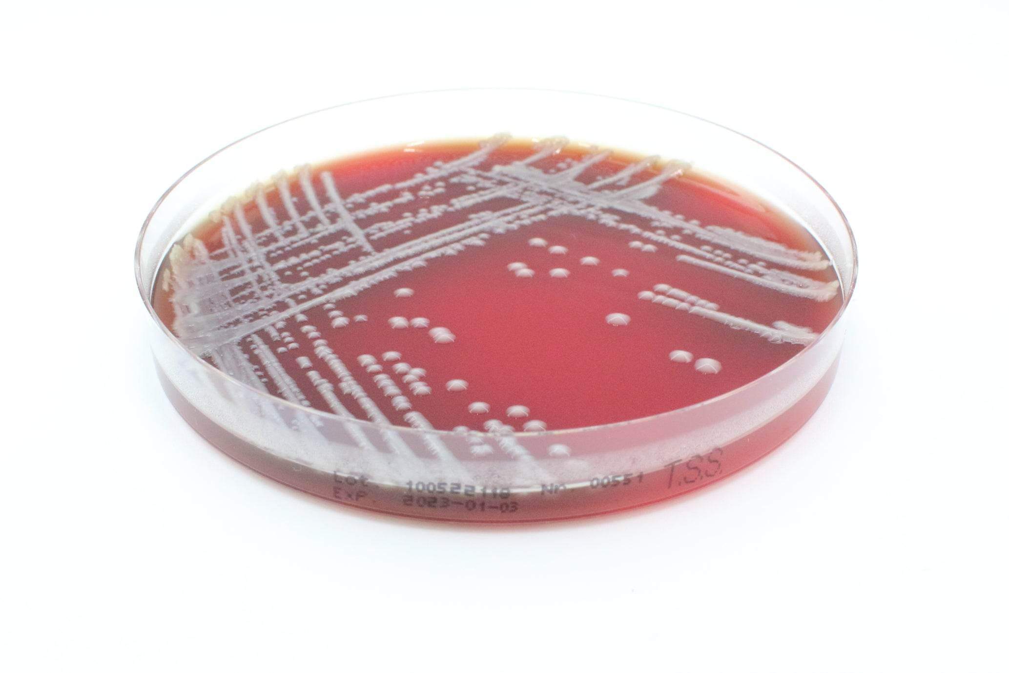 Tryptic Soy Agar (Sheep Blood 5%) - Kormay Biomedicals store
