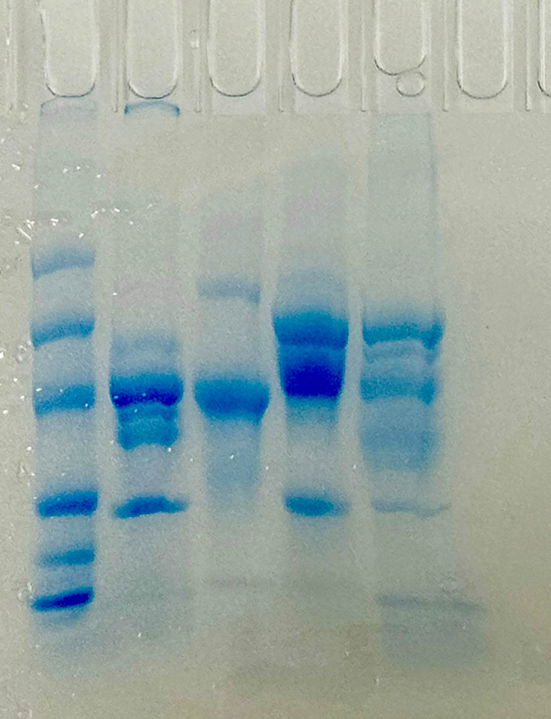 Cell Types in the Brain - Kormay Biomedicals store