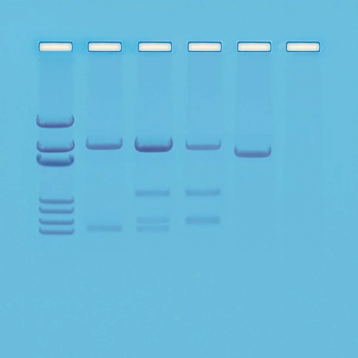 DNA Paternity Testing Simulation - Kormay Biomedicals store