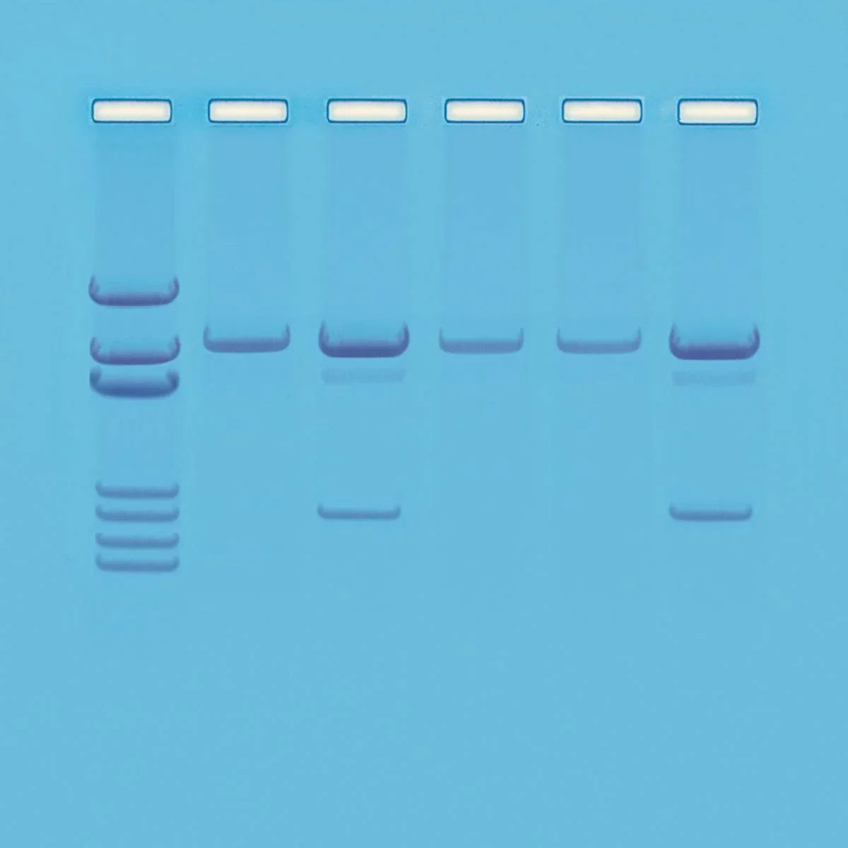Detection of Genetically Modified Orgnaisms - Kormay Biomedicals store