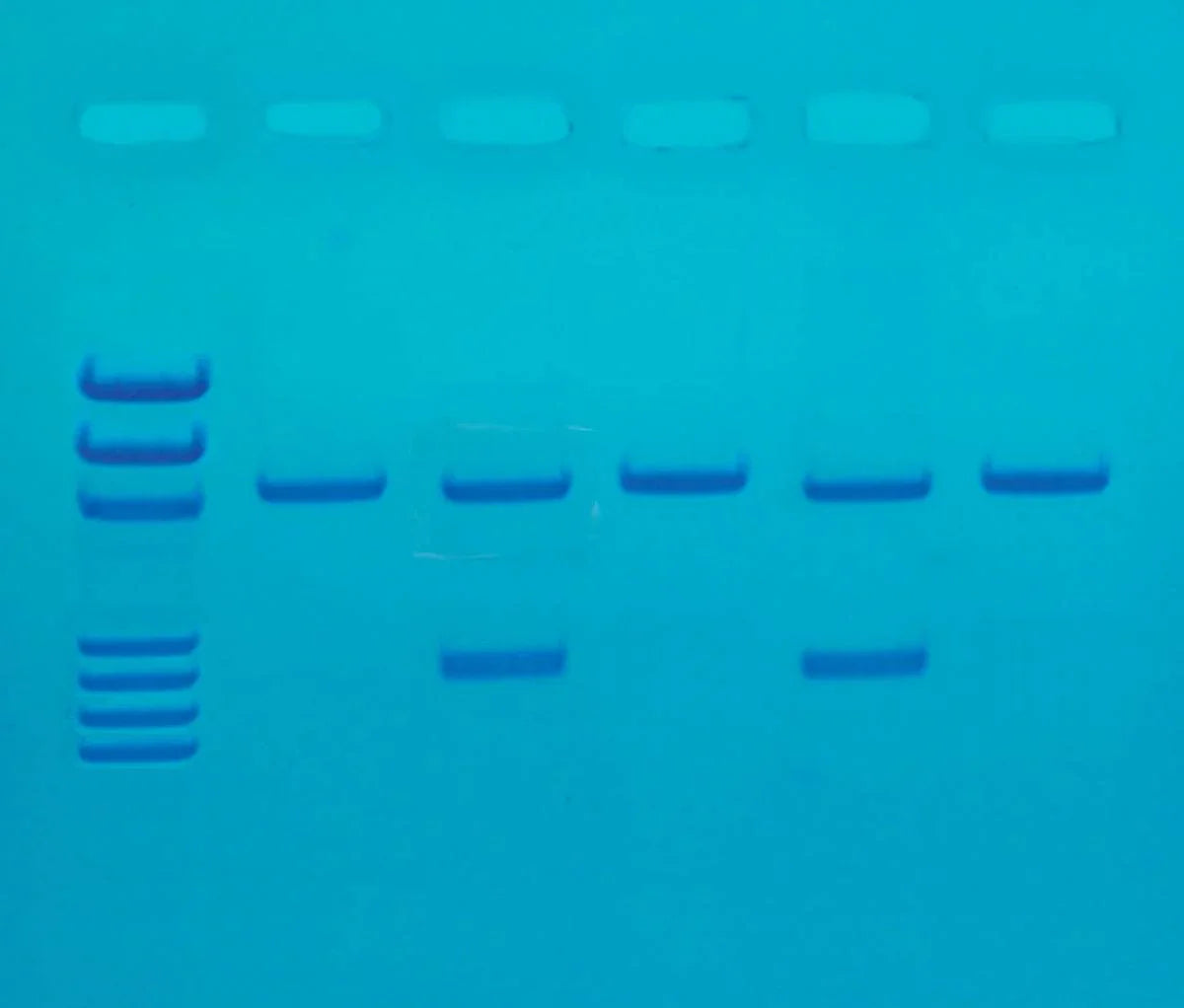 Detection of the Influenza Virus - Kormay Biomedicals store