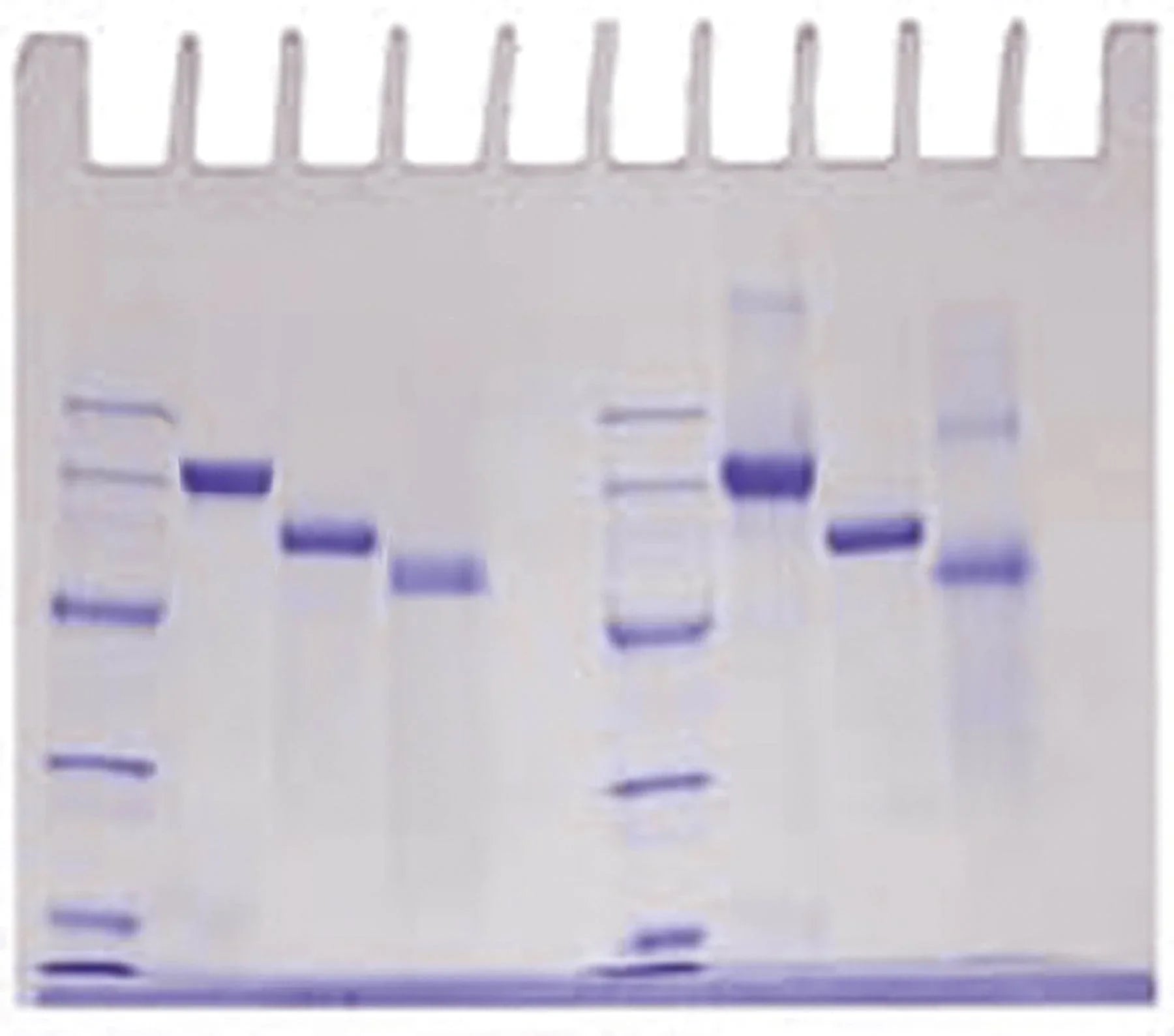 Determination of Protein Molecular Weight - Kormay Biomedicals store