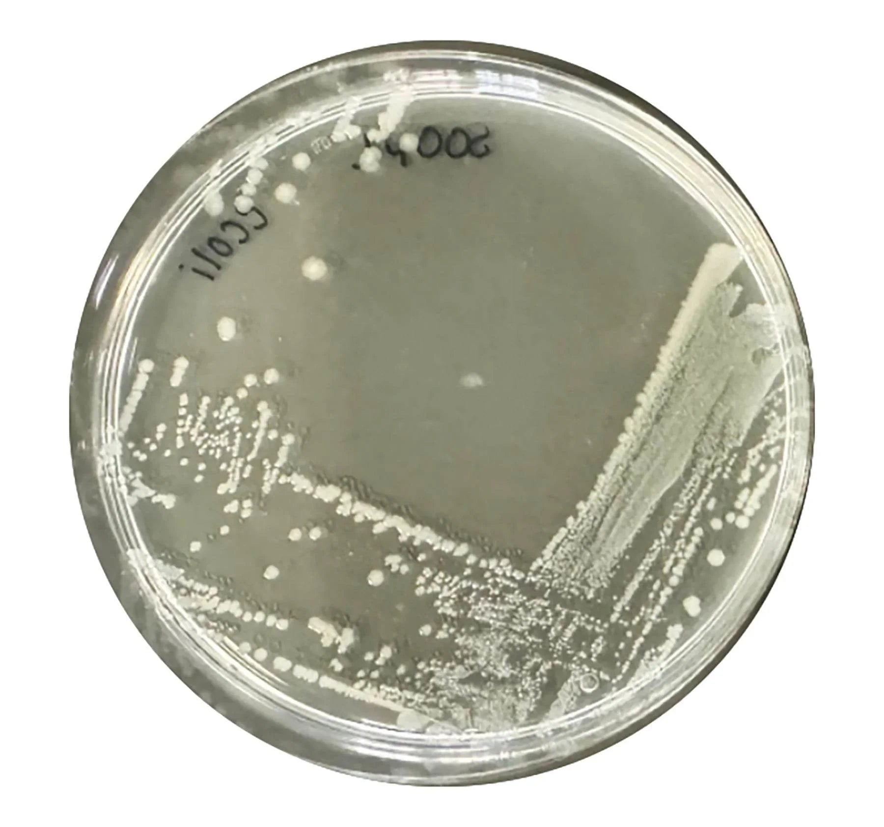 Identification and Characterization of Bacteria - Kormay Biomedicals store