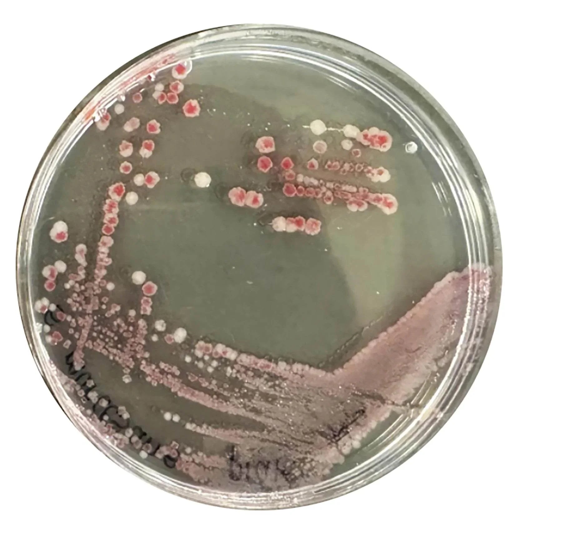 Identification and Characterization of Bacteria - Kormay Biomedicals store