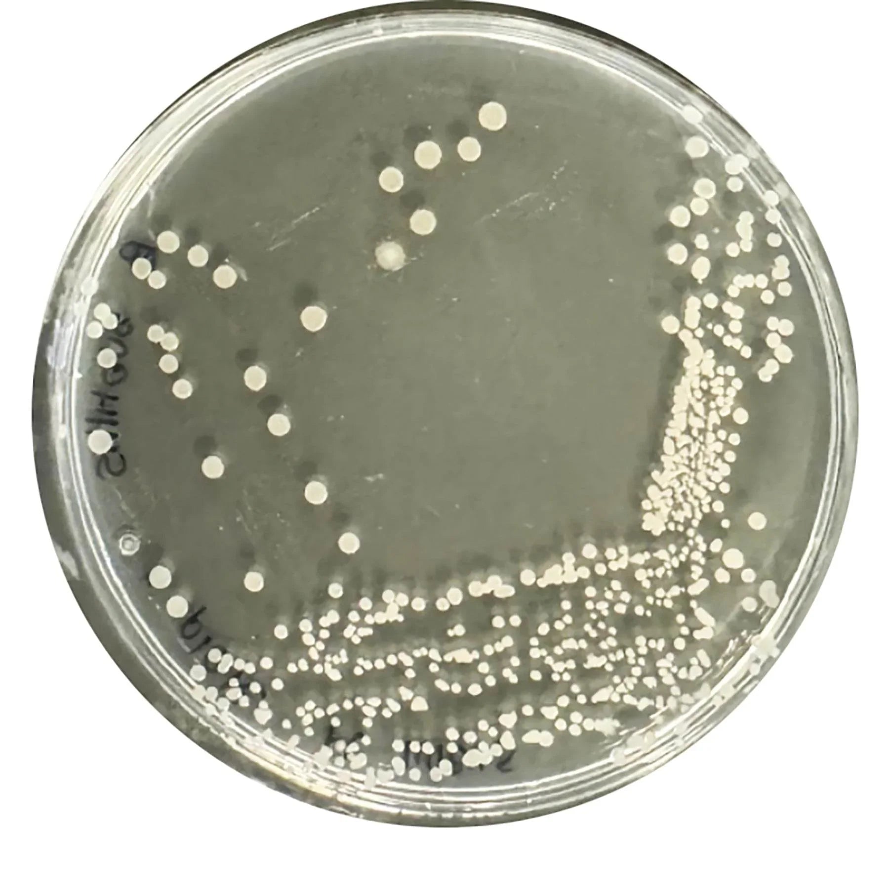 Identification and Characterization of Bacteria - Kormay Biomedicals store