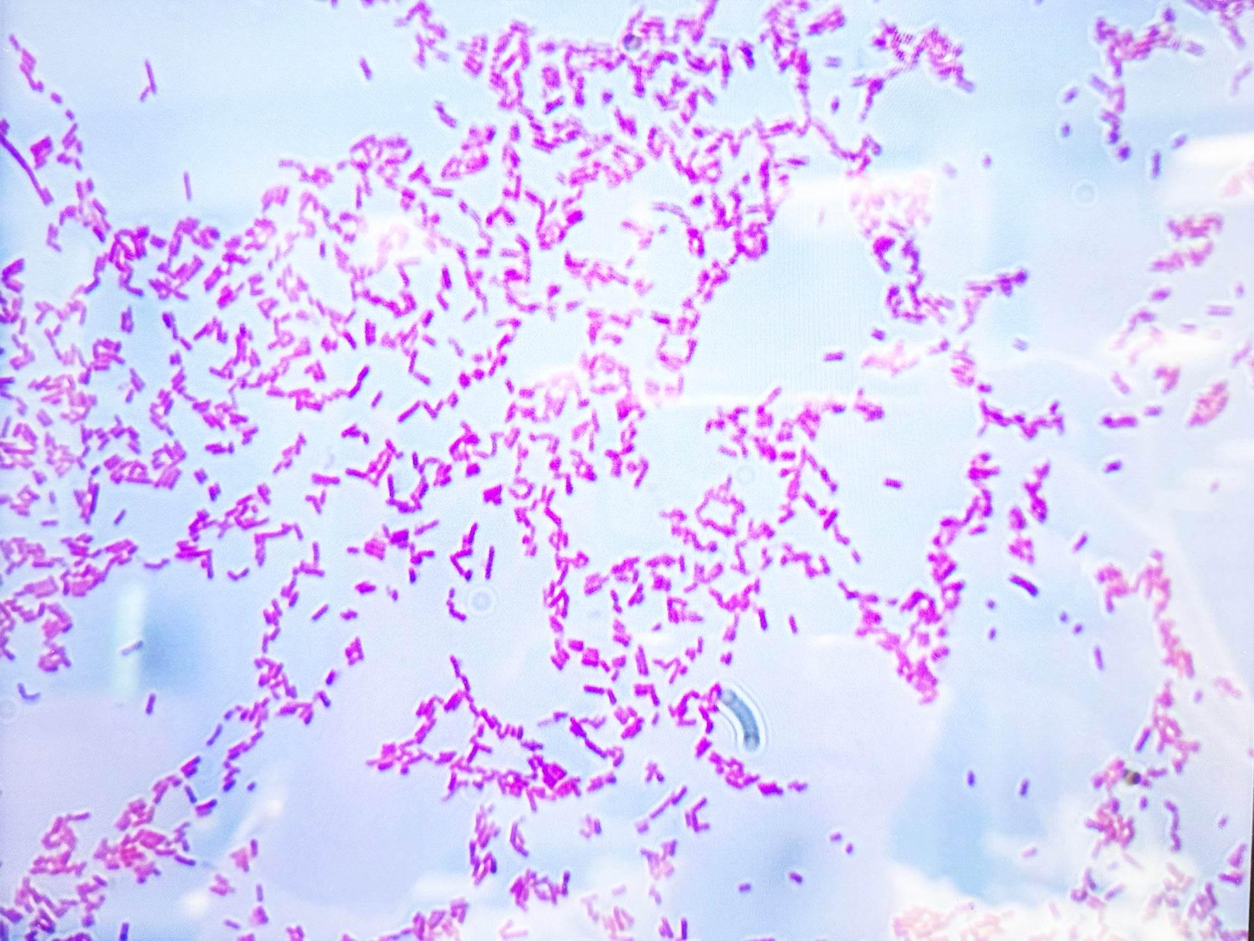 Identification and Characterization of Bacteria - Kormay Biomedicals store