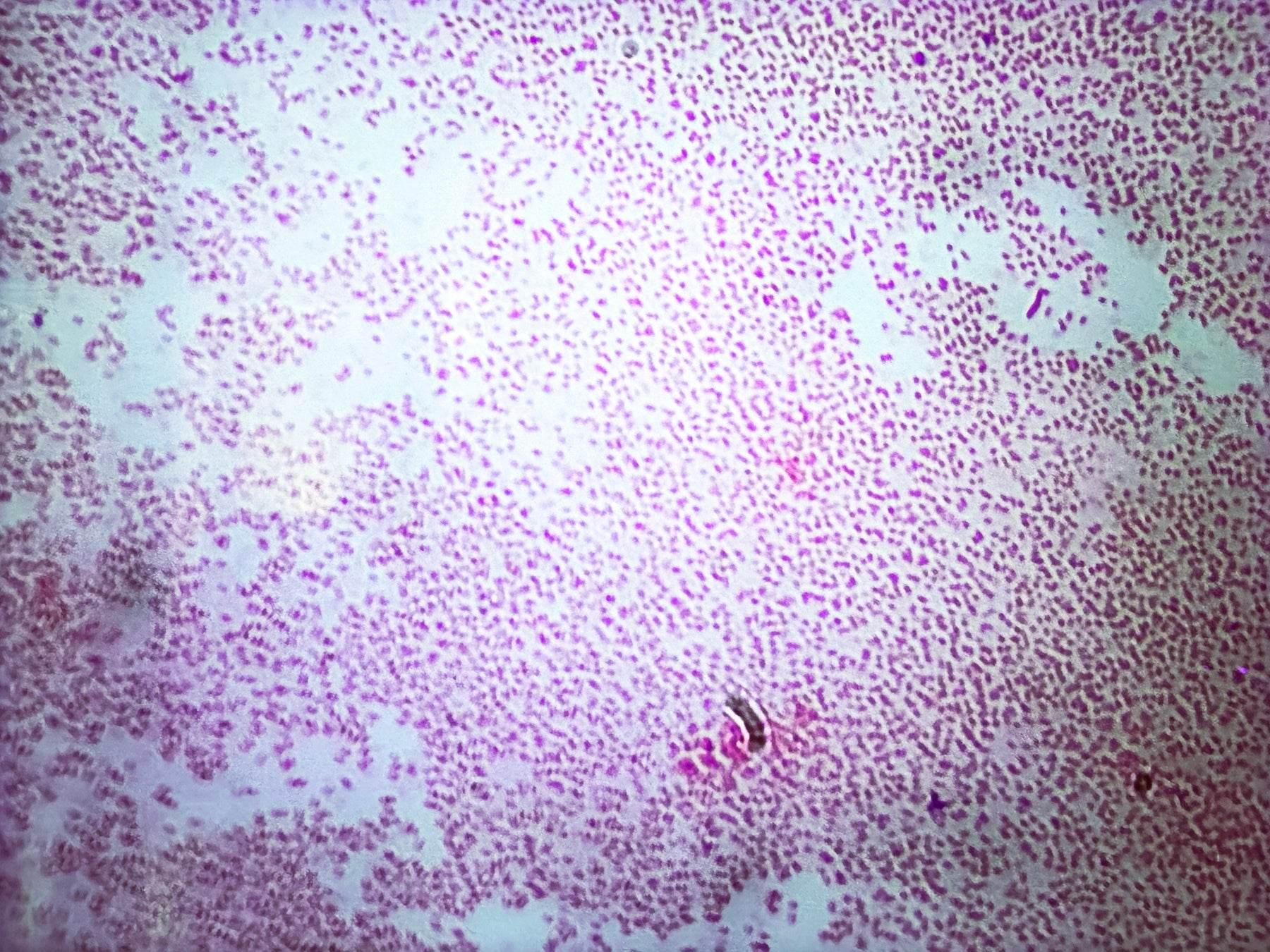 Identification and Characterization of Bacteria - Kormay Biomedicals store