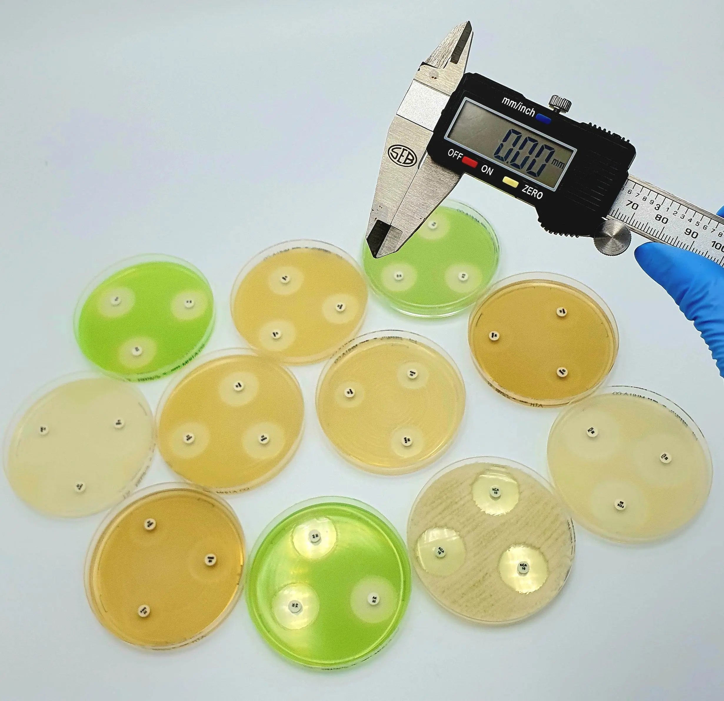 Liofilchem AST DISC Amoxicillin and Clavulanic Acid microbiology testing disc for laboratory use.
