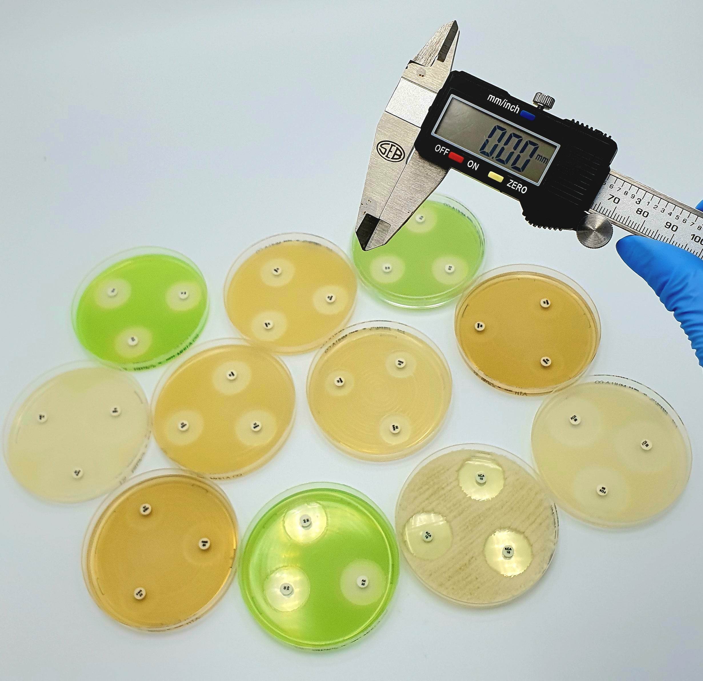 AST DISC Amphotericin B AMB 10 µg - Kormay Biomedicals store