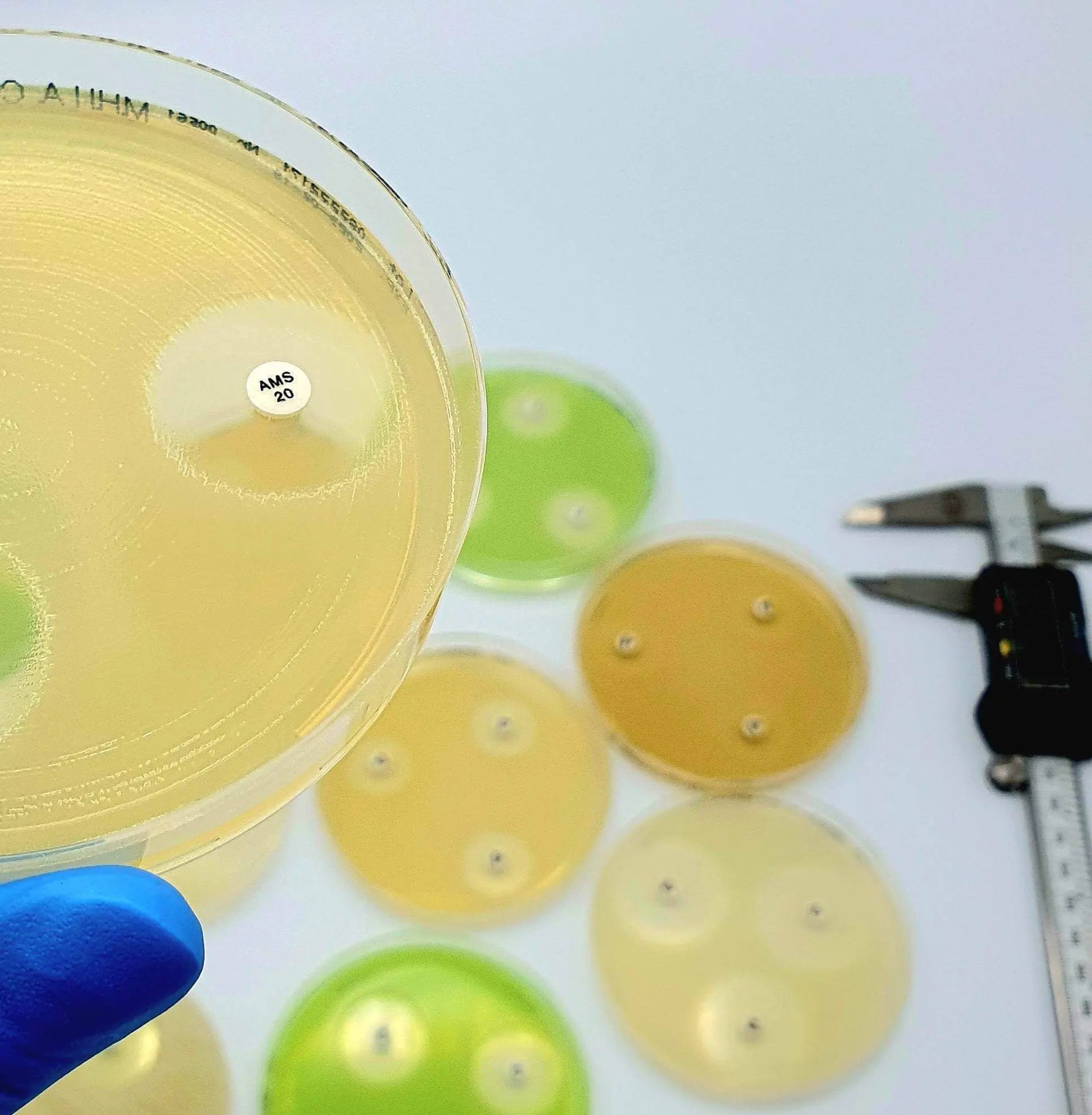Liofilchem Imipenem+Cloxacillin microbiology AST disc for antimicrobial susceptibility testing, shown on a white background.