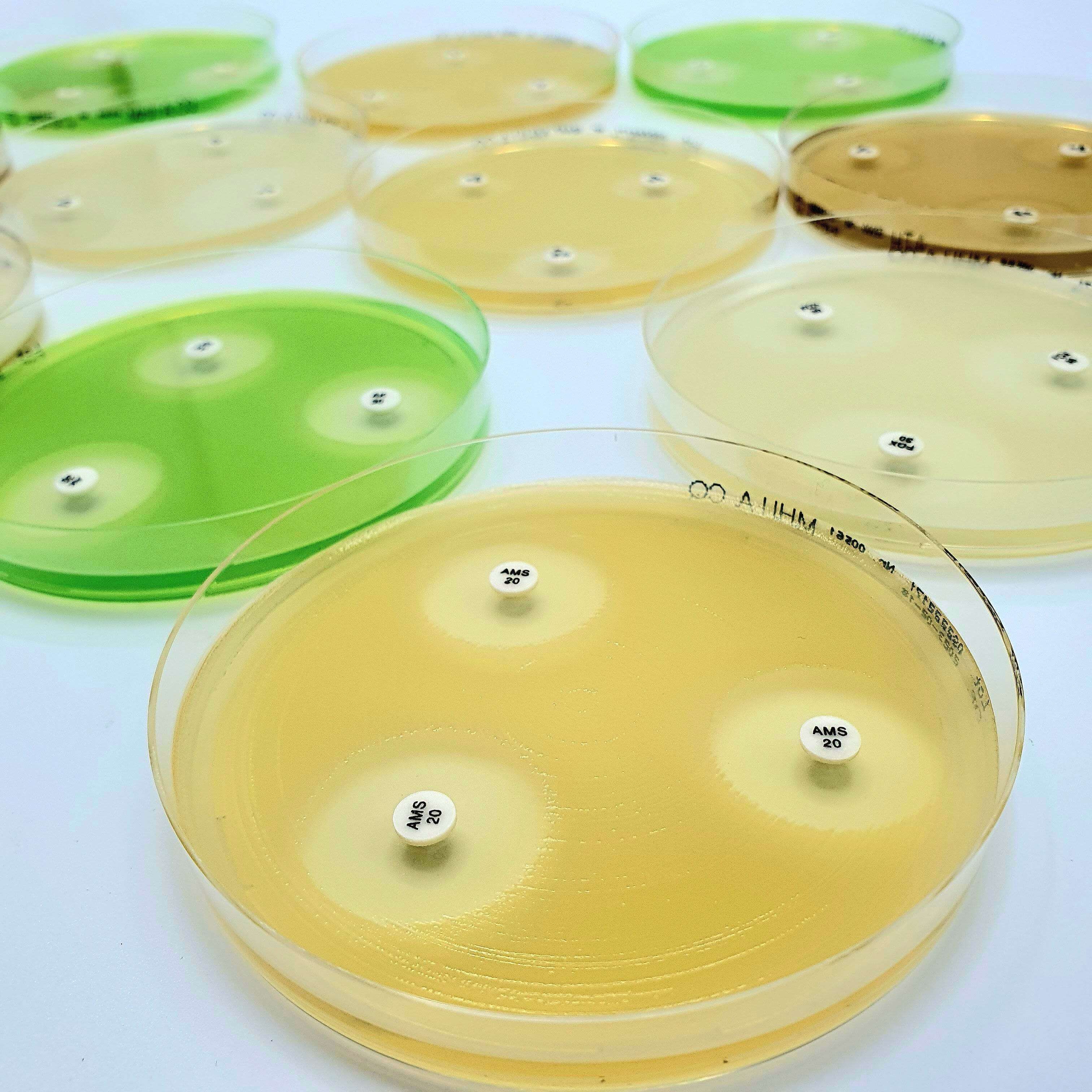 Liofilchem Imipenem+Cloxacillin microbiology AST disc for antimicrobial susceptibility testing, shown on a lab plate.