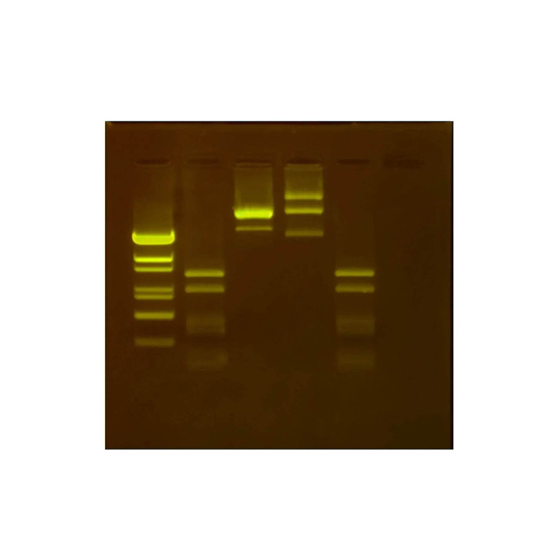 Anaylsis of DNA Methylation Using Restriction Enzymes - Kormay Biomedicals store