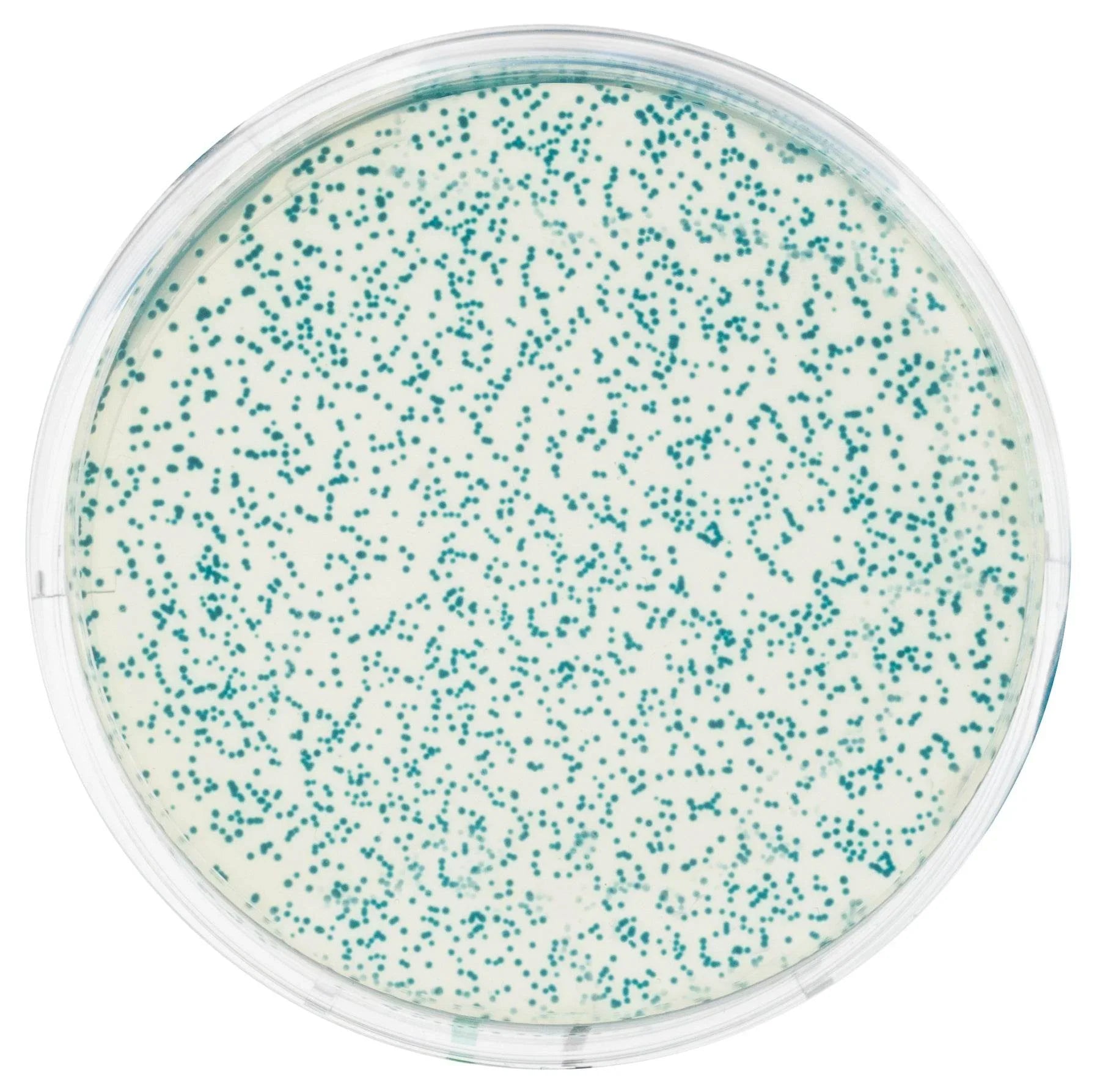 Transformation of E. coli with pGAL™ - Kormay Biomedicals store