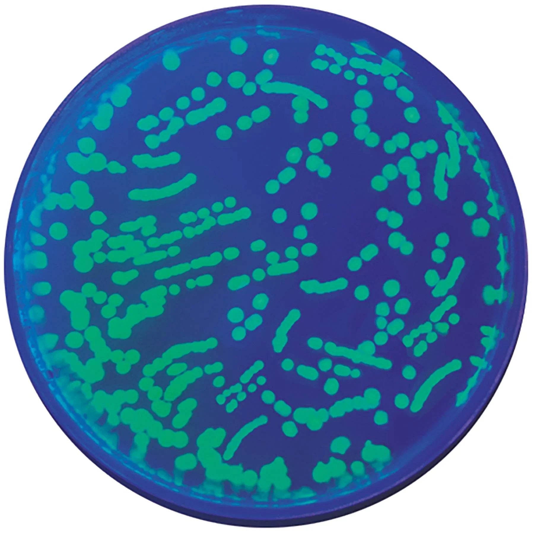 Transformation of E. coli with Green Fluorescent Protein - Kormay Biomedicals store