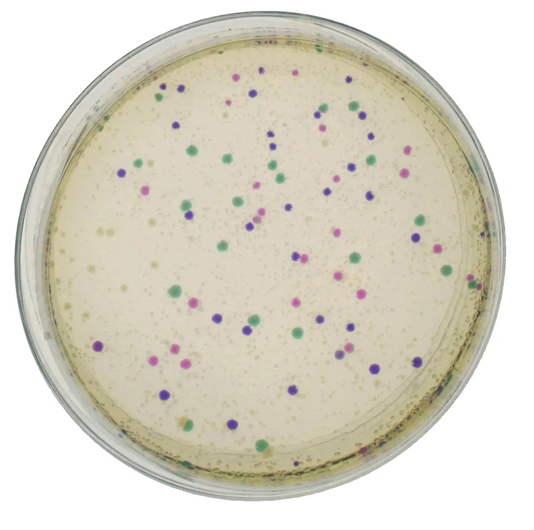 Rainbow Transformation - Kormay Biomedicals store