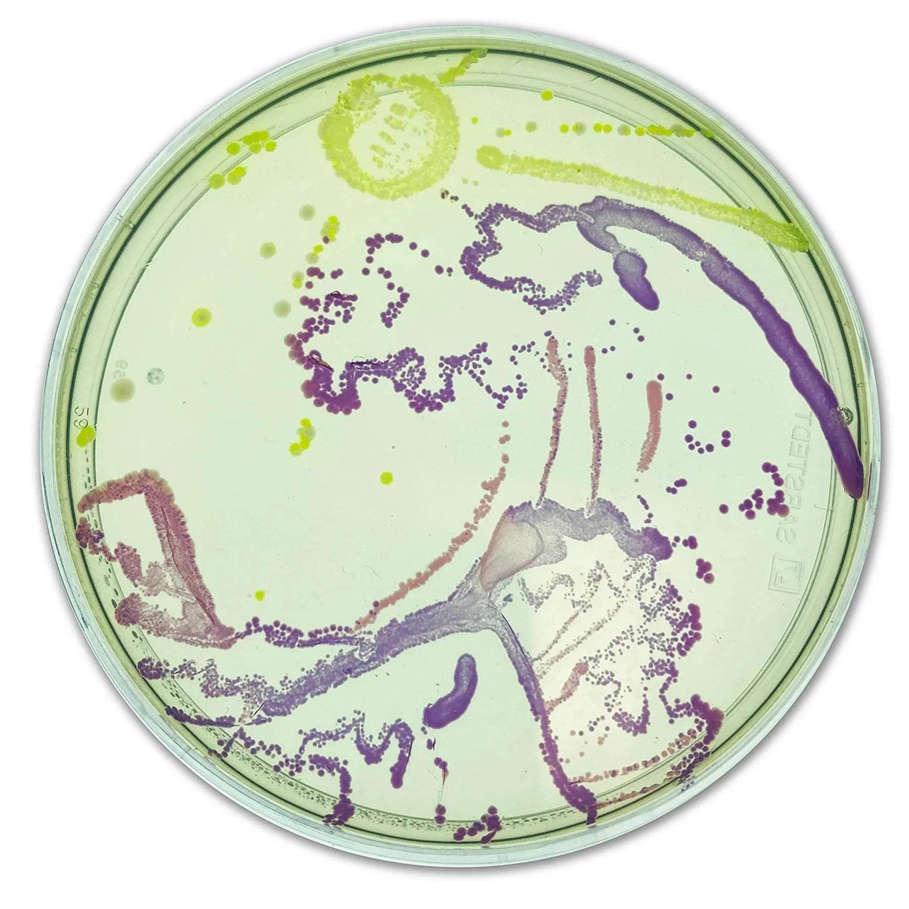 Agar Art: Creating Masterpieces with Microbes - Kormay Biomedicals store