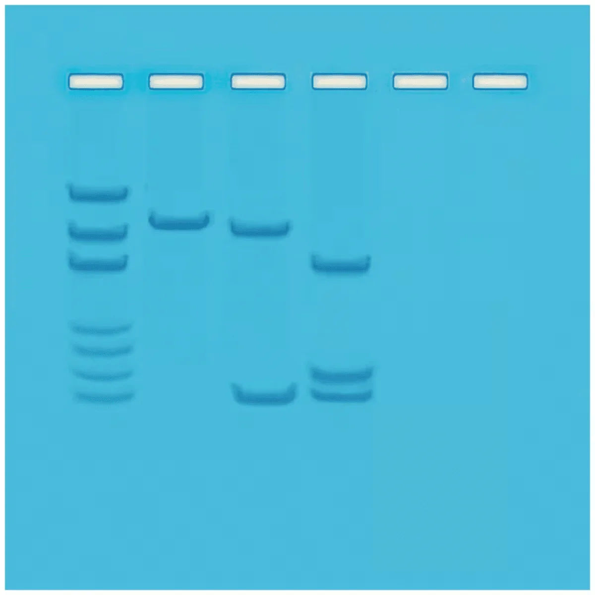 Mapping of Restriction Sites on Plasmid DNA - Kormay Biomedicals store