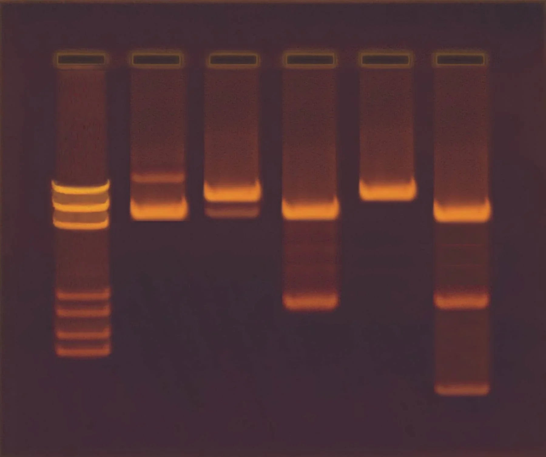 Construction and Cloning of a DNA Recombinant - Kormay Biomedicals store