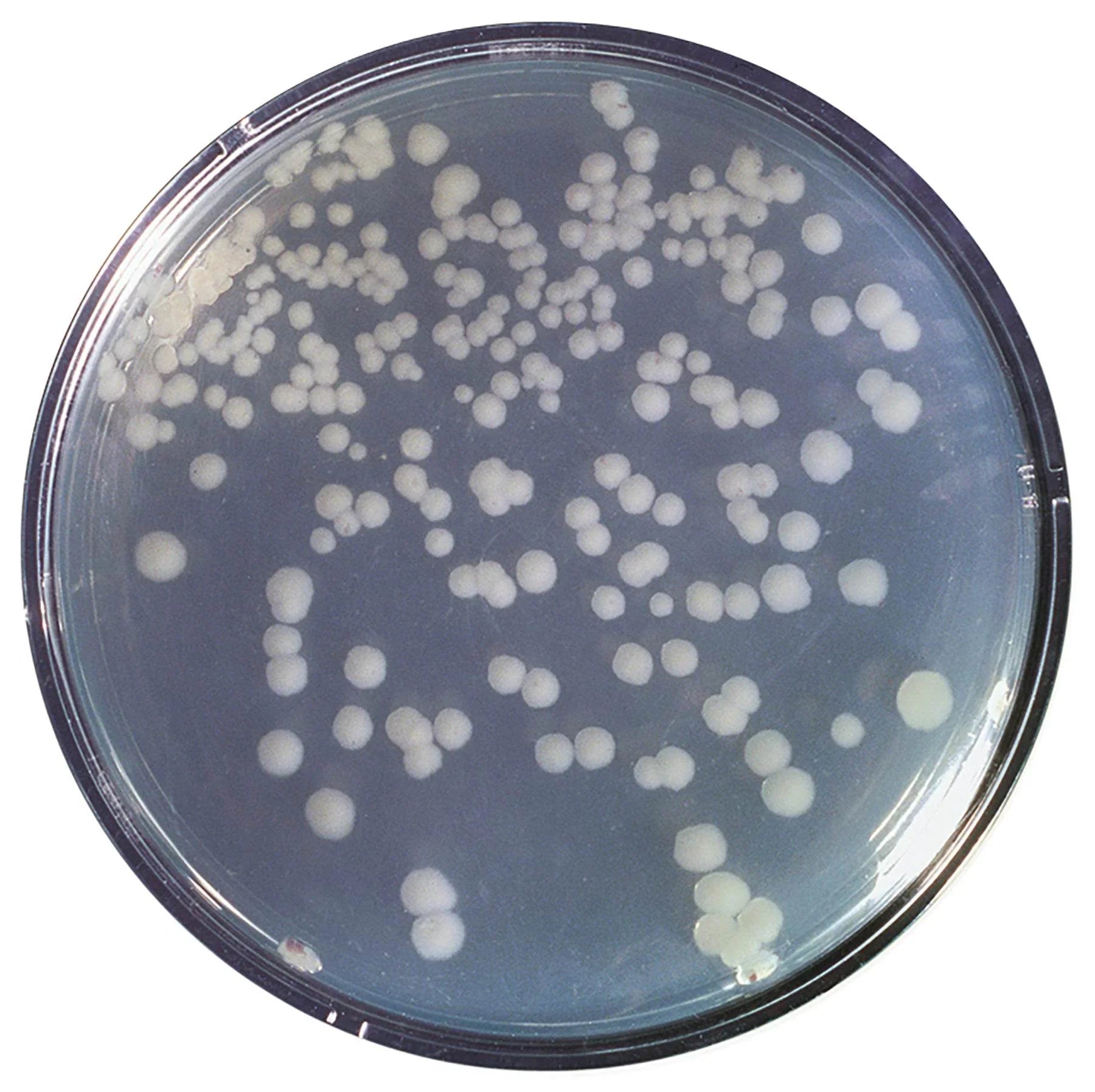 Construction and Cloning of a DNA Recombinant - Kormay Biomedicals store