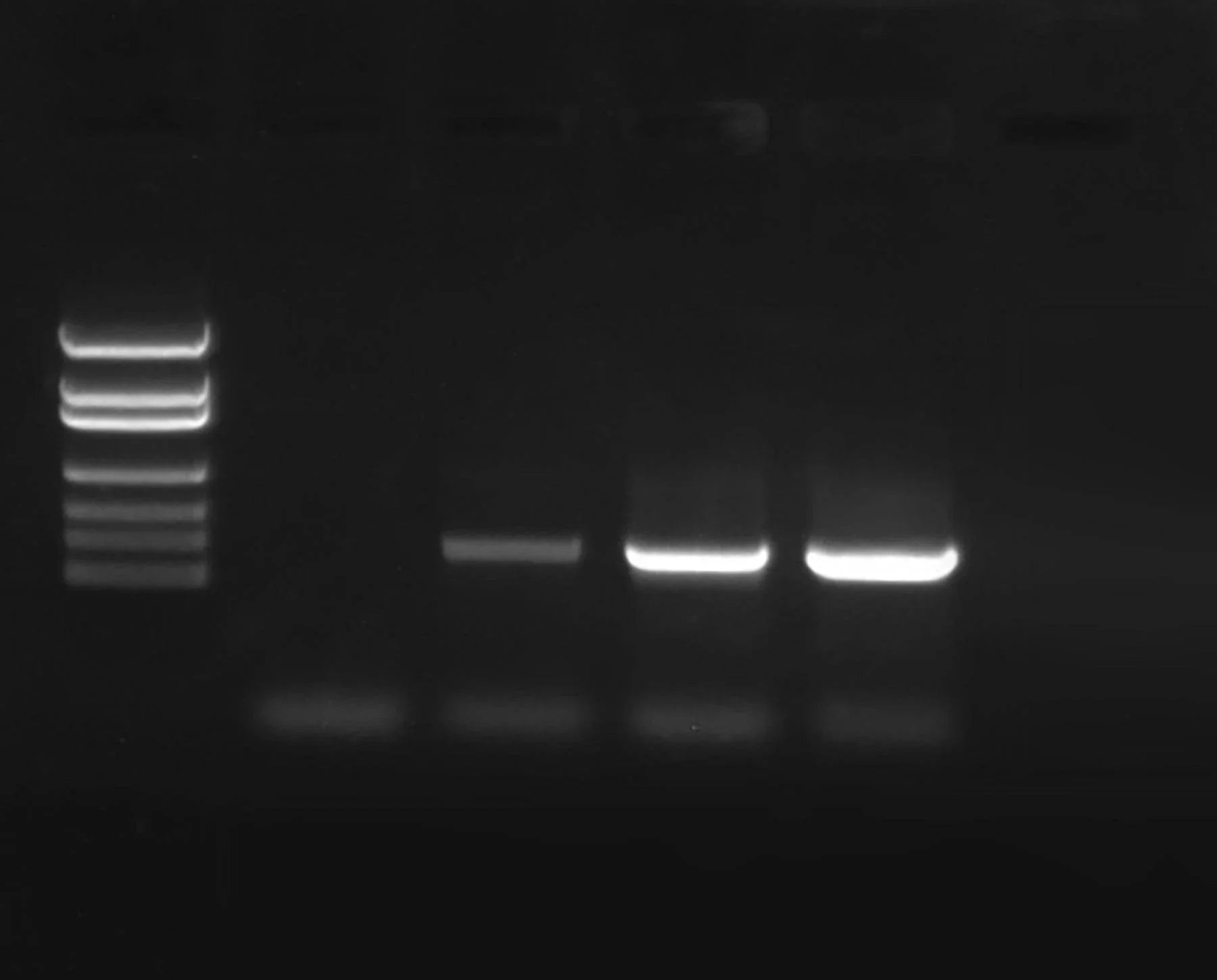 PCR Amplification of DNA - Kormay Biomedicals store