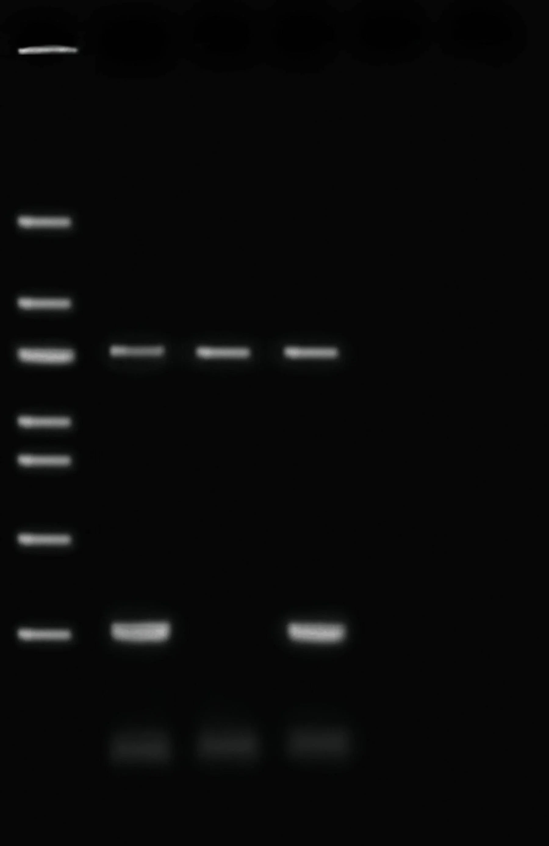 Drosophila Genotyping Using PCR - Kormay Biomedicals store