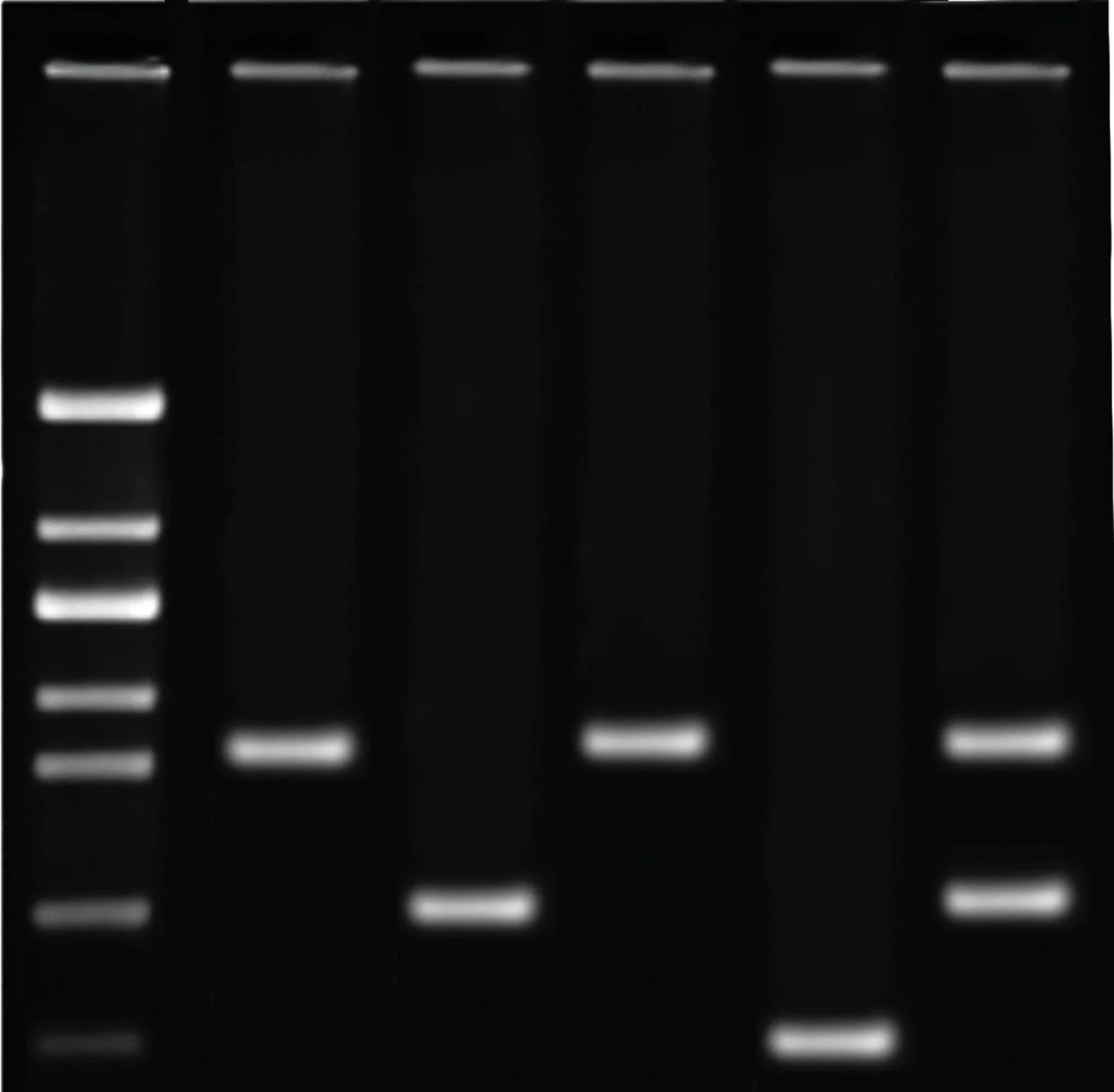 DNA Fingerprinting Using PCR - Kormay Biomedicals store