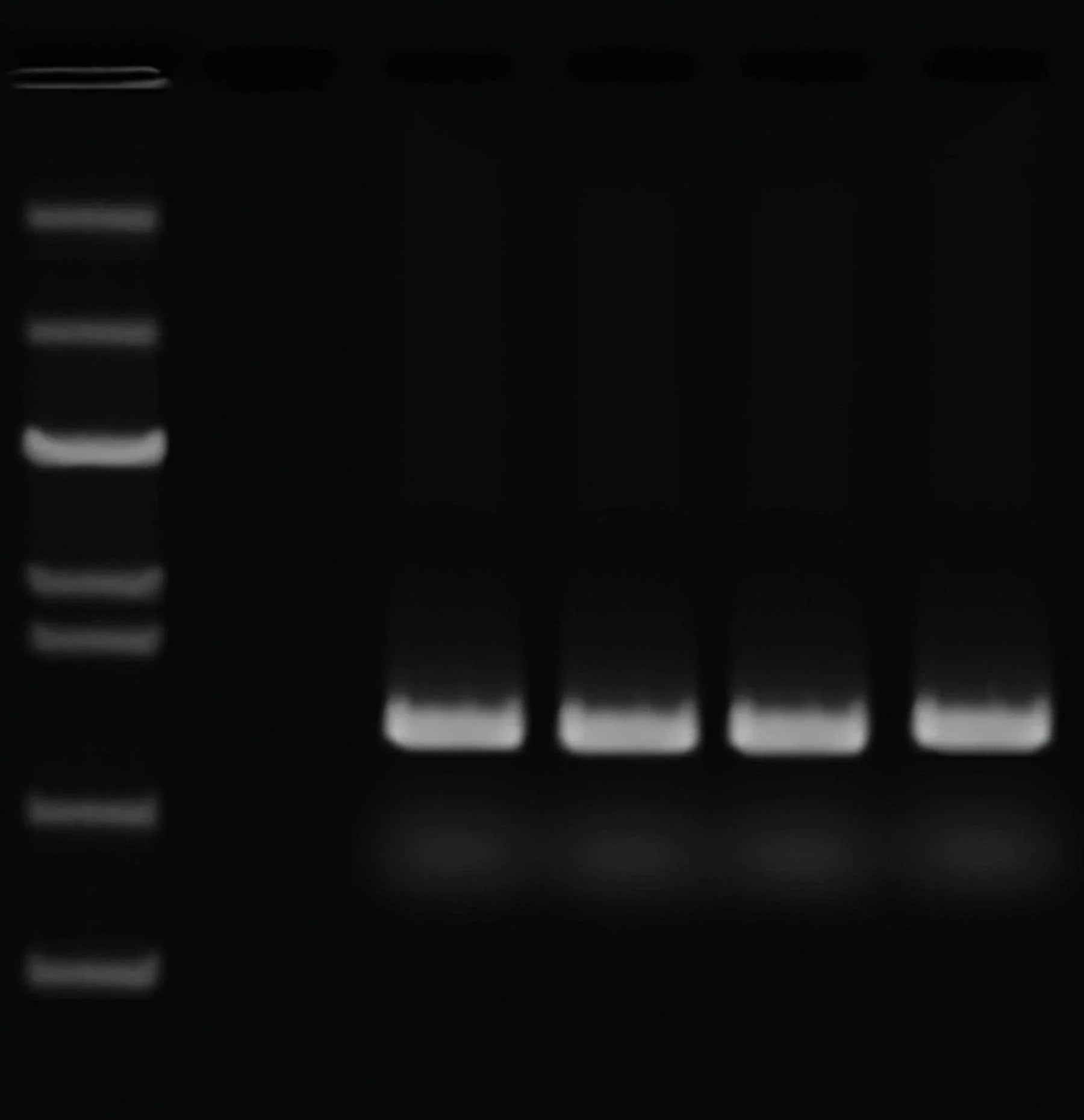 Quick PCR - Kormay Biomedicals store
