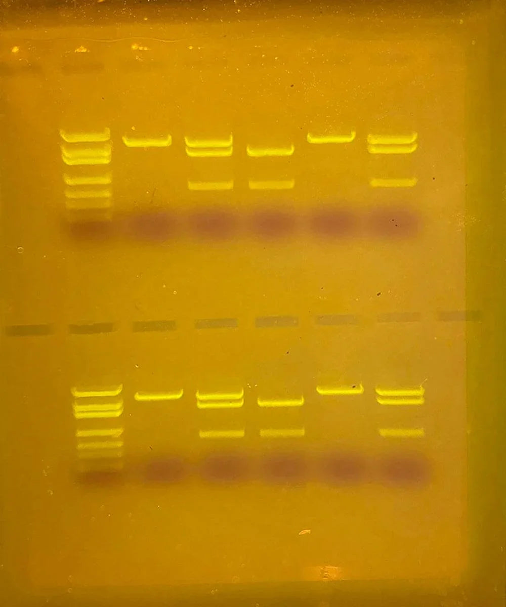 SYBR® Safe DNA Stain - Kormay Biomedicals store