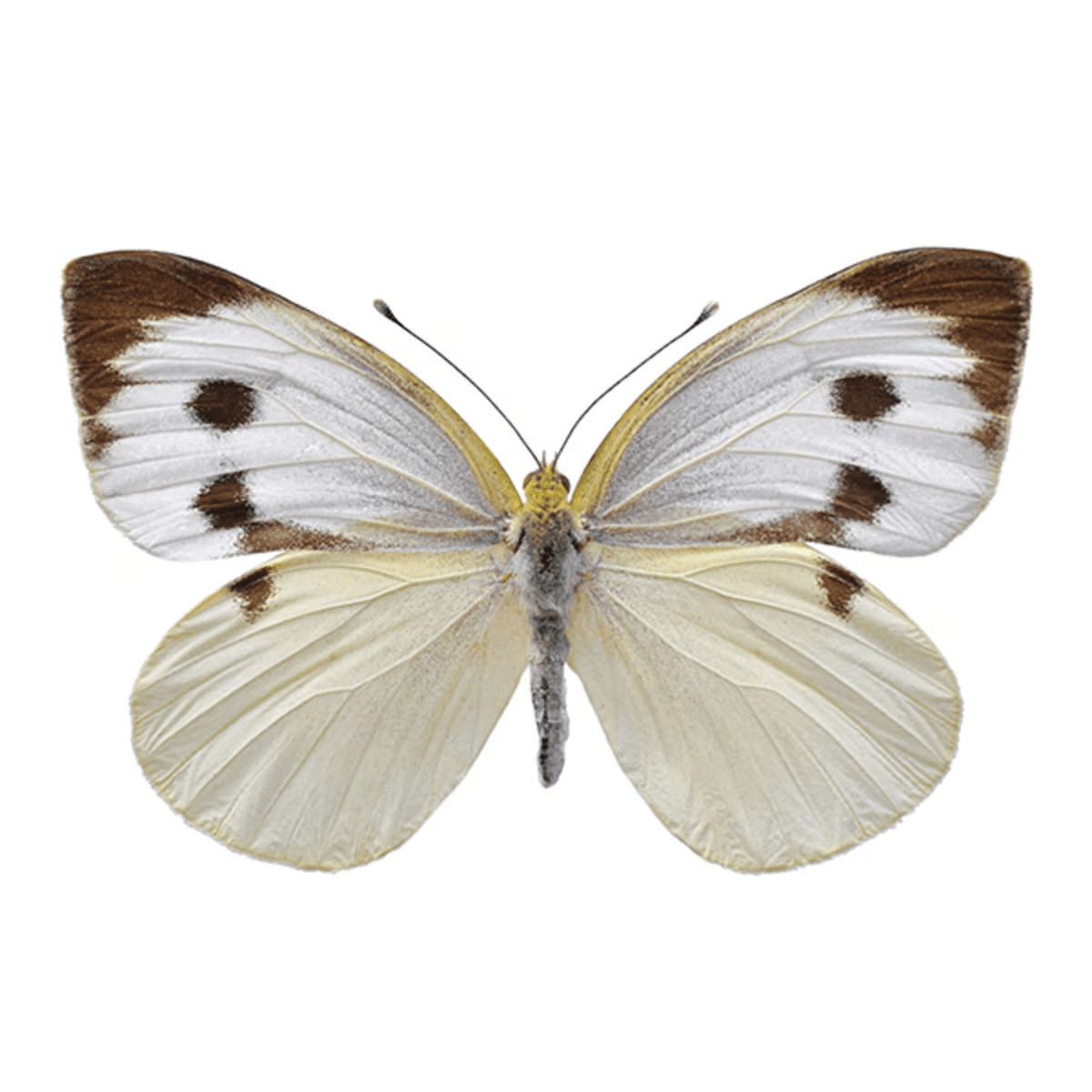 Energy Dynamics - Kormay Biomedicals store