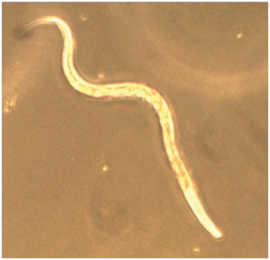 Chemotaxis: The Science of Attraction - Kormay Biomedicals store
