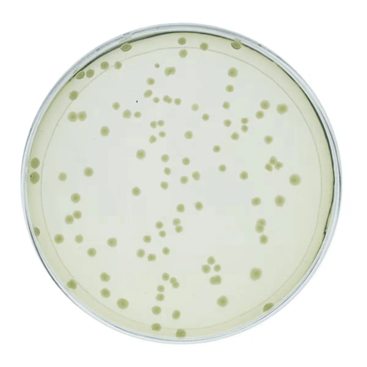 Hack the Planet: Using CRISPR to Terraform Mars - Kormay Biomedicals store