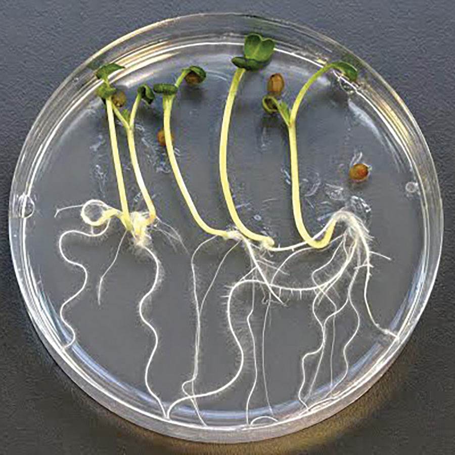 The Dose Makes The Poison: Testing The Environmental Impacts of Pollutants - Kormay Biomedicals store