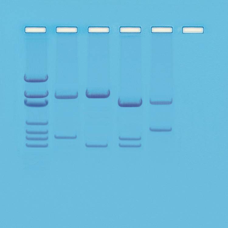 Safari Family Reunion - Kormay Biomedicals store