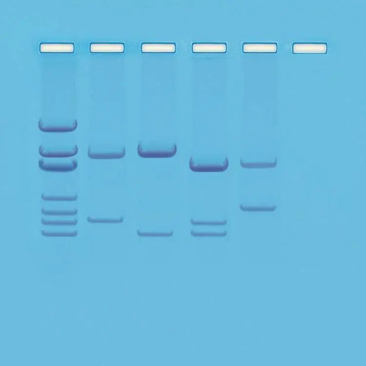 Safari Family Reunion - Kormay Biomedicals store