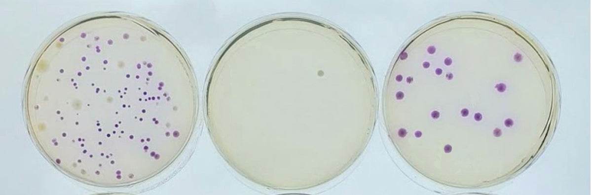 Battling Bacteria - Kormay Biomedicals store