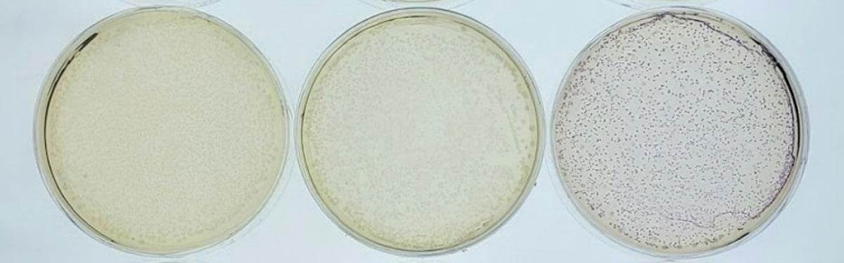 Battling Bacteria - Kormay Biomedicals store