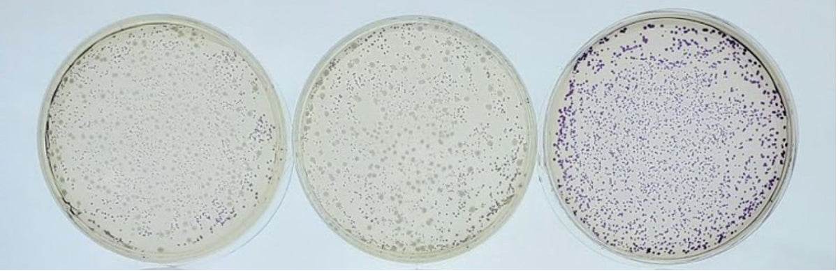 Battling Bacteria - Kormay Biomedicals store