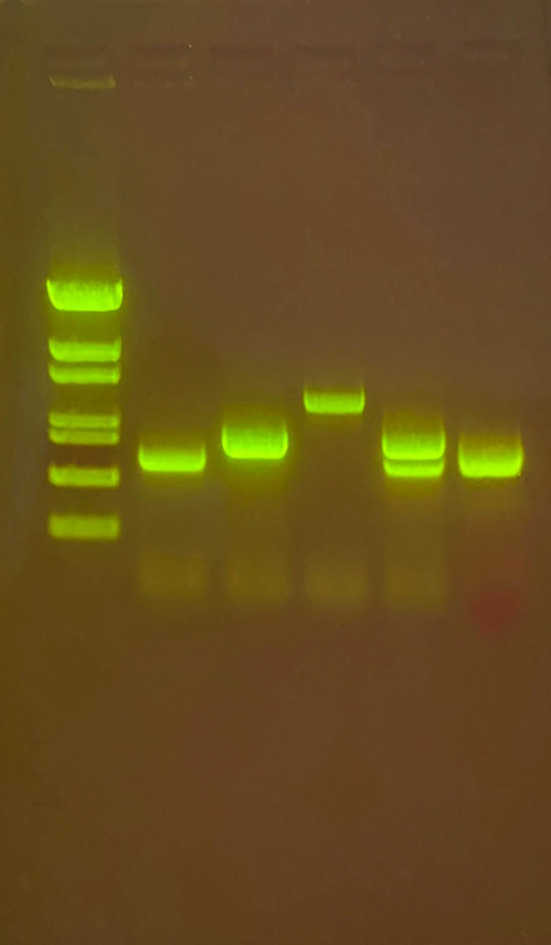 Multiplex PCR-based Testing of Water Contaminants - Kormay Biomedicals store