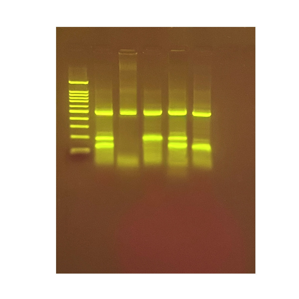 Identification of Genetically Modified Foods Using PCR