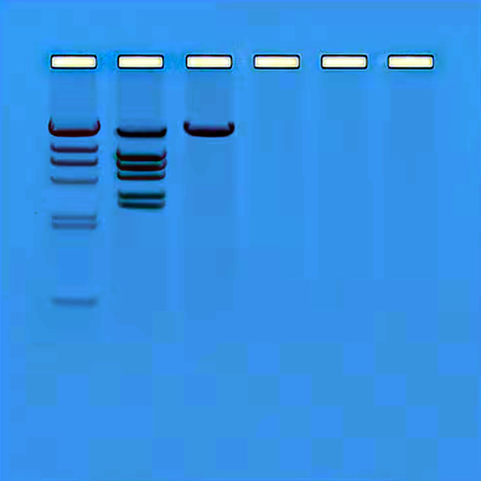 EDVOTEK Restriction Enzyme Analysis of DNA Biotech Education Kit 112 - Liofilchem product