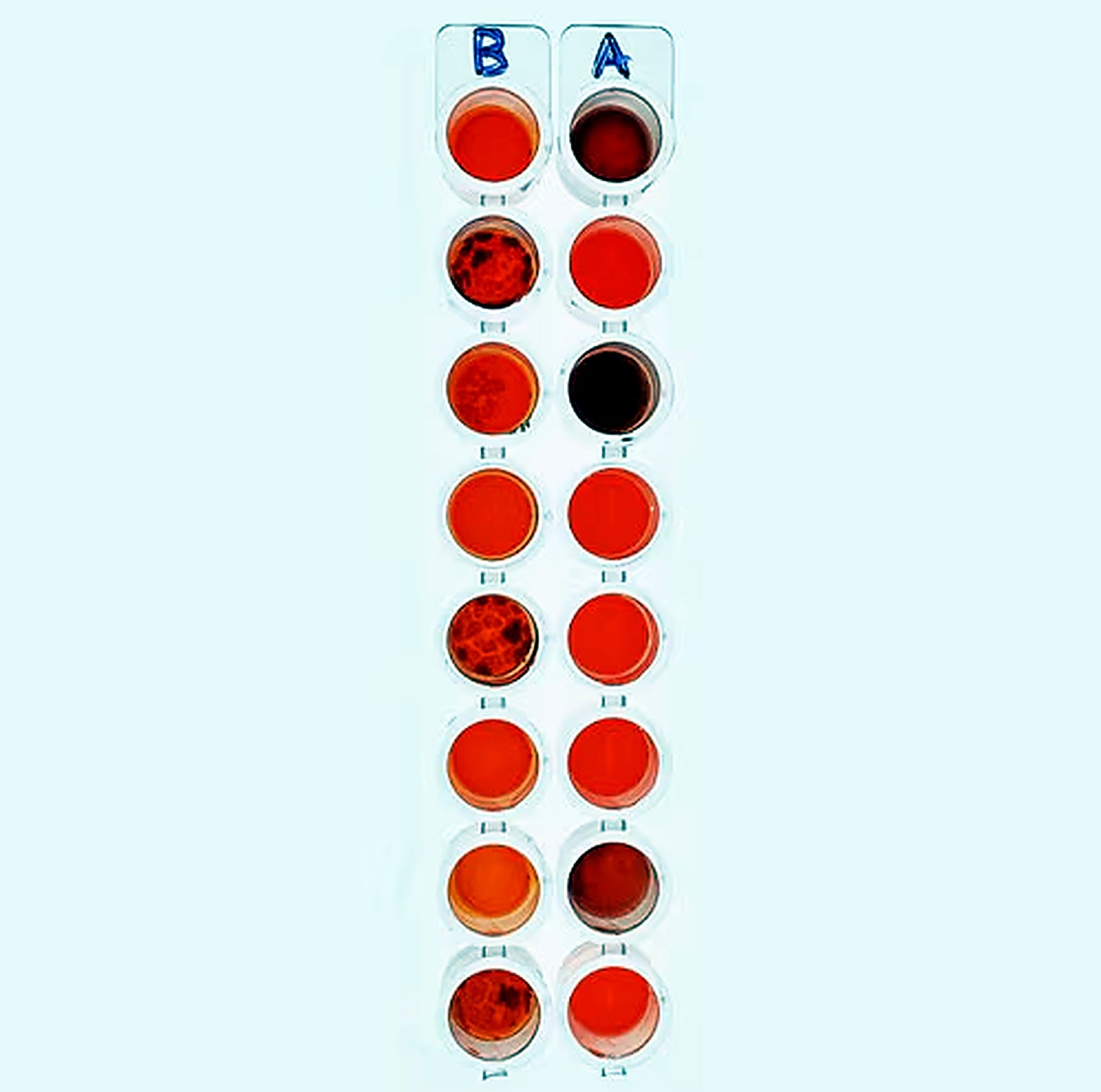 EDVOTEK Blood Typing Refill 140 - Liofilchem product