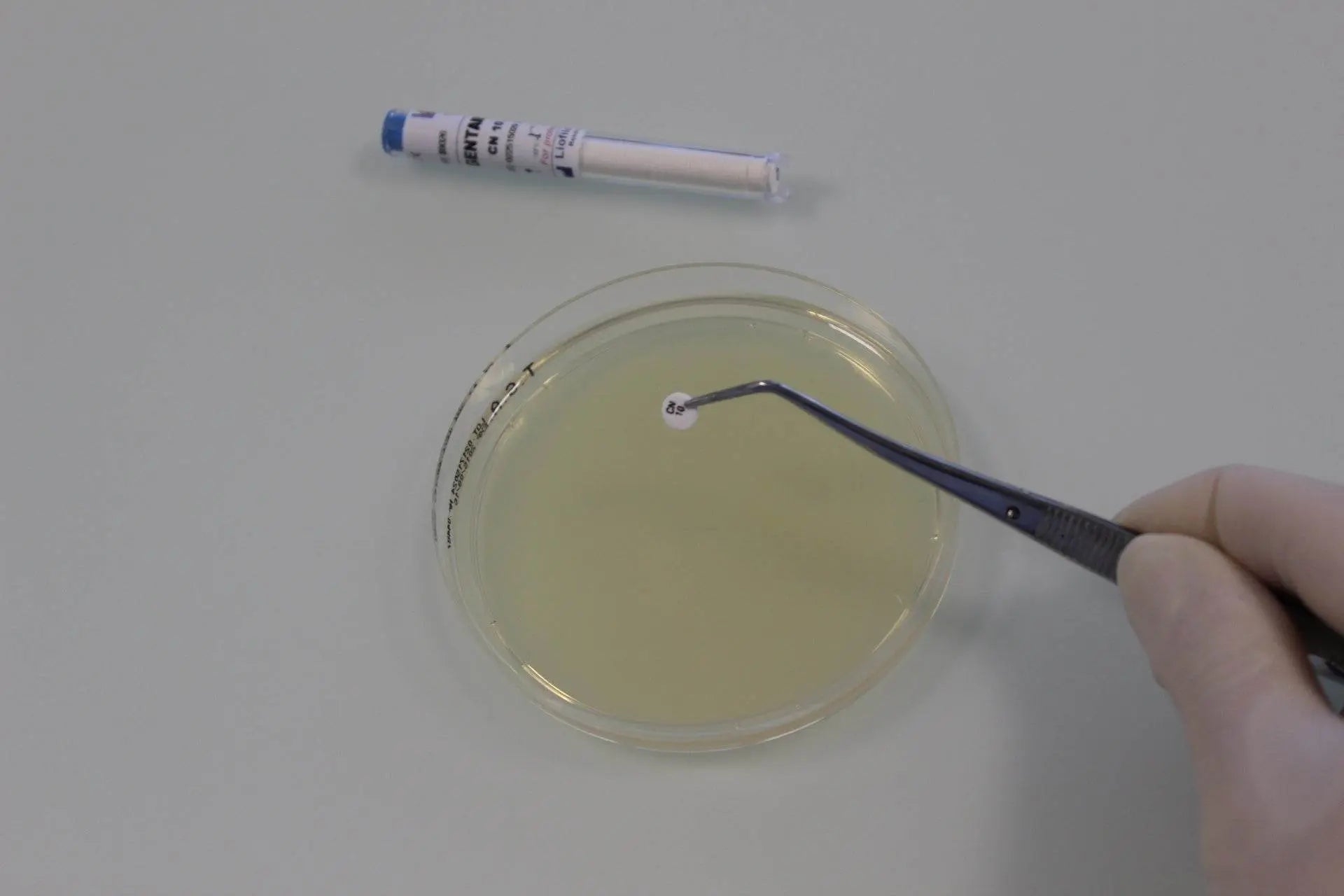Liofilchem Lincomycin MY 2 µg microbiology antimicrobial susceptibility test disc on sterile backing.