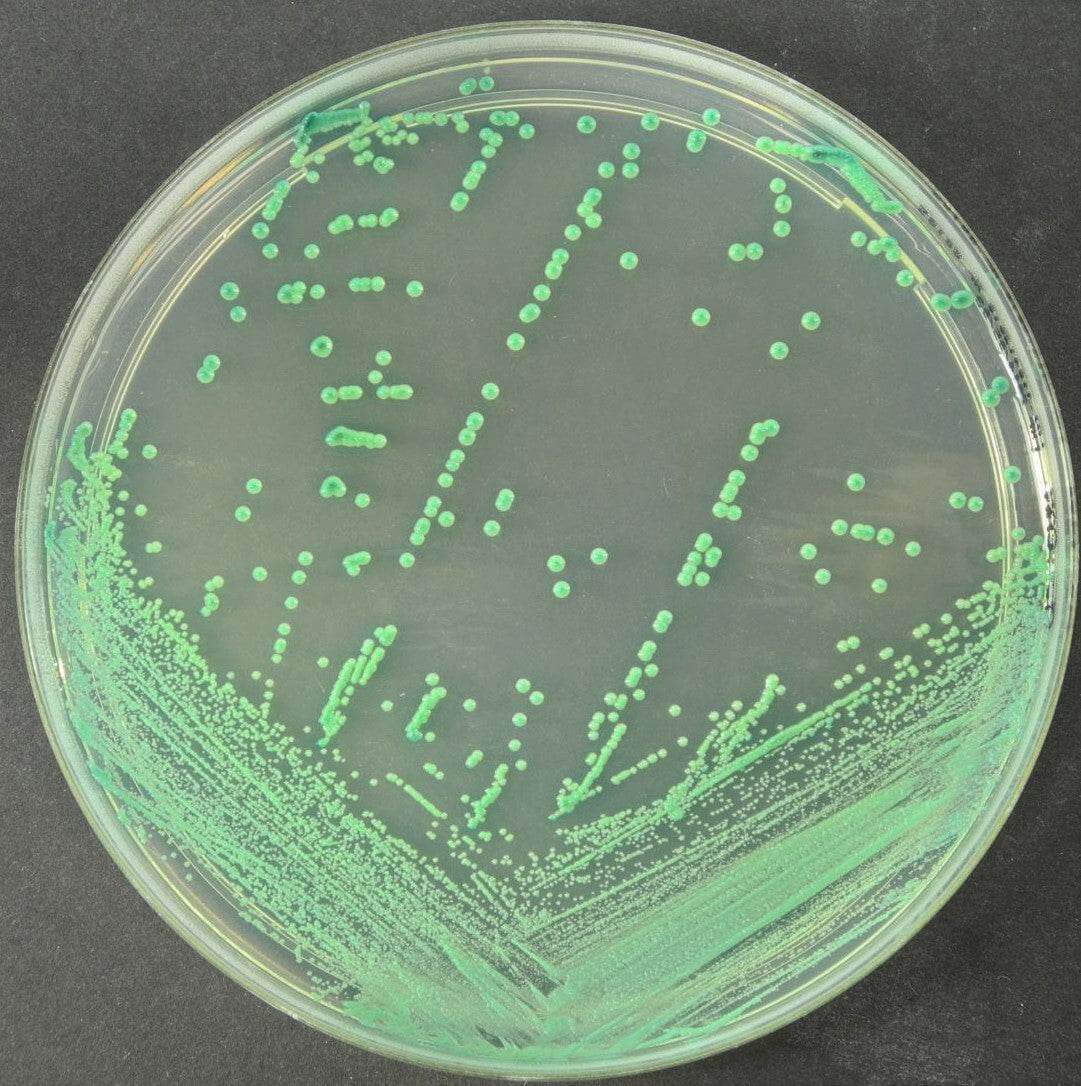 Chromatic Candida - Kormay Biomedicals store