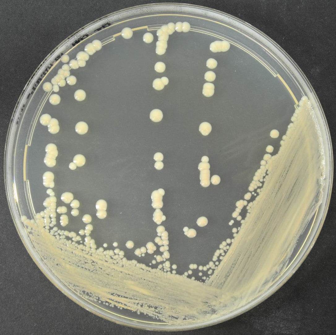 Chromatic Candida - Kormay Biomedicals store